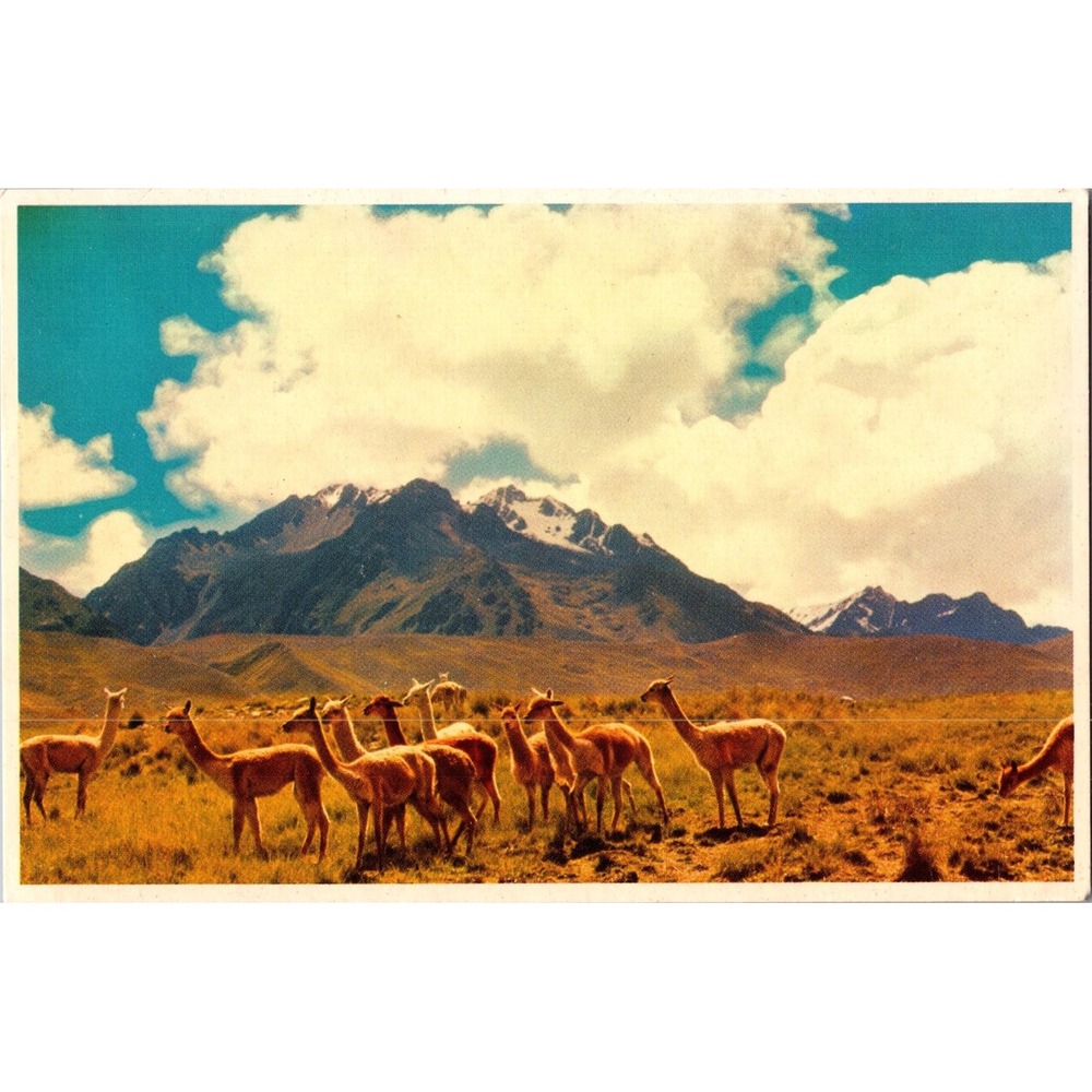 Vintage Peru Postcard Vicuñas at Lake Titicaca by Udo‎ Schack